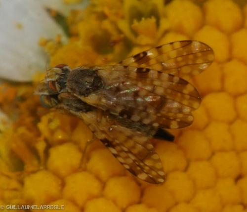 Dioxyna bidentis